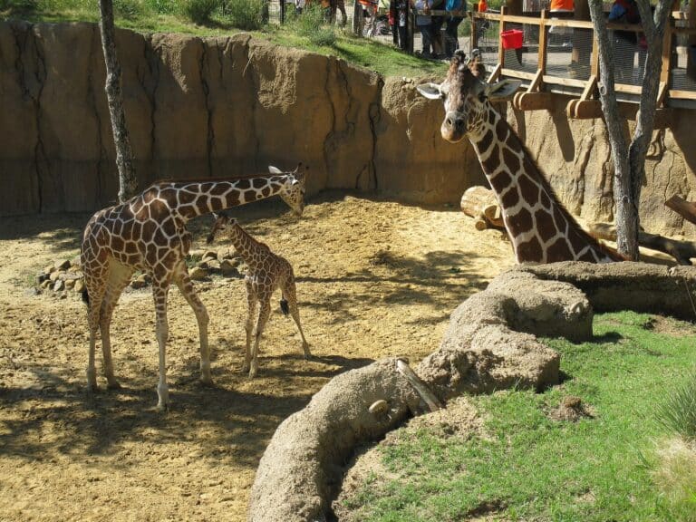 A family of giraffes in the Giants of the Savanna habitat at Dallas Zoo