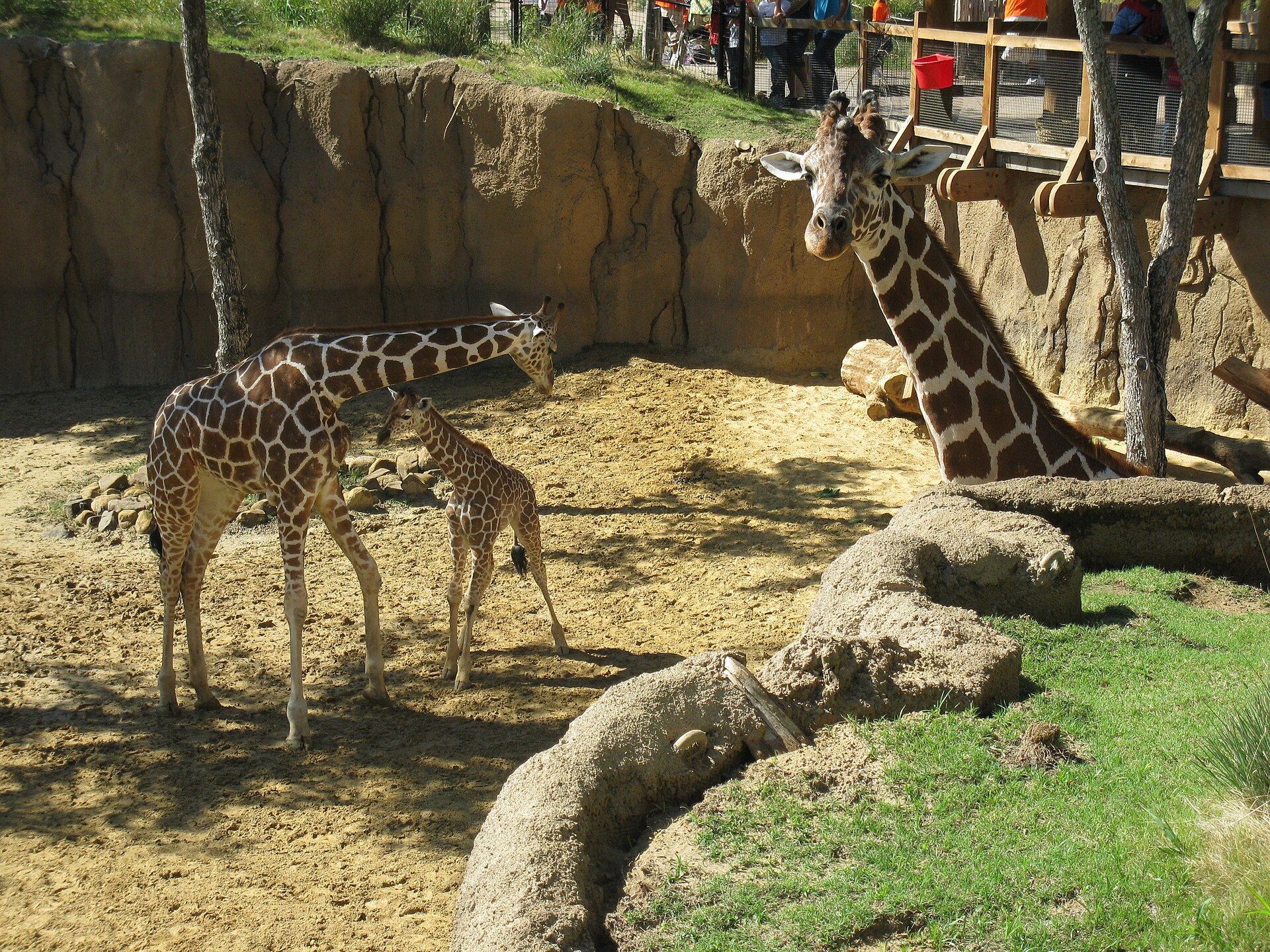 A family of giraffes in the Giants of the Savanna habitat at Dallas Zoo