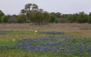 A field of Texas bluebonnets in spring bloom beneath an oak tree